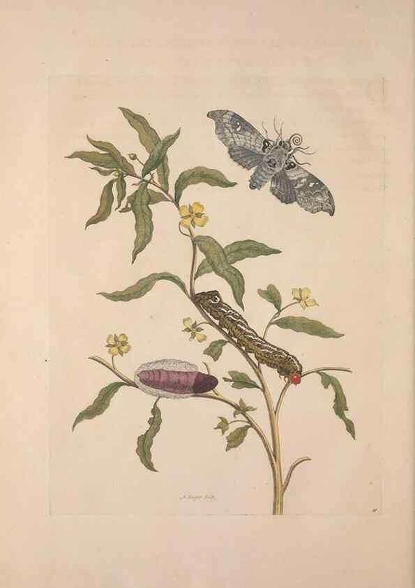 Reproducción/Reproduction 8507307144: Metamorphosis insectorum surinamensium.. Amsterdam :Voor den auteur, als ook by G. Valck,[1705]