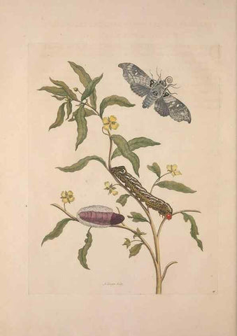 Reproducción/Reproduction 8507307144: Metamorphosis insectorum surinamensium.. Amsterdam :Voor den auteur, als ook by G. Valck,[1705]