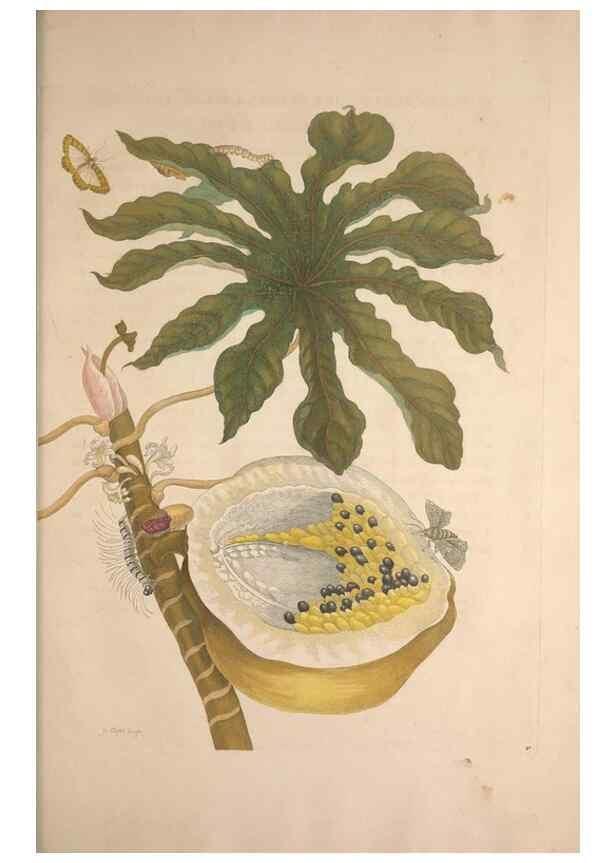 Reproducción/Reproduction 8507307638: Metamorphosis insectorum surinamensium.. Amsterdam :Voor den auteur, als ook by G. Valck,[1705]