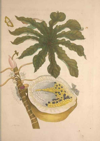 Reproducción/Reproduction 8507307638: Metamorphosis insectorum surinamensium.. Amsterdam :Voor den auteur, als ook by G. Valck,[1705]