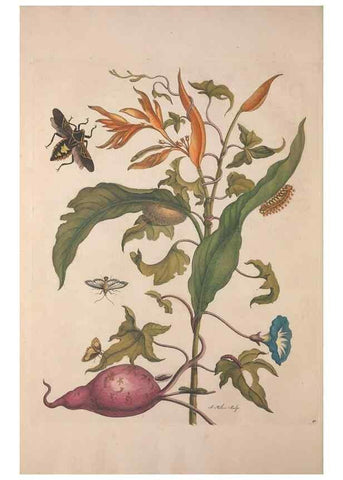 Reproducción/Reproduction 8506197643: Metamorphosis insectorum surinamensium.. Amsterdam :Voor den auteur, als ook by G. Valck,[1705]