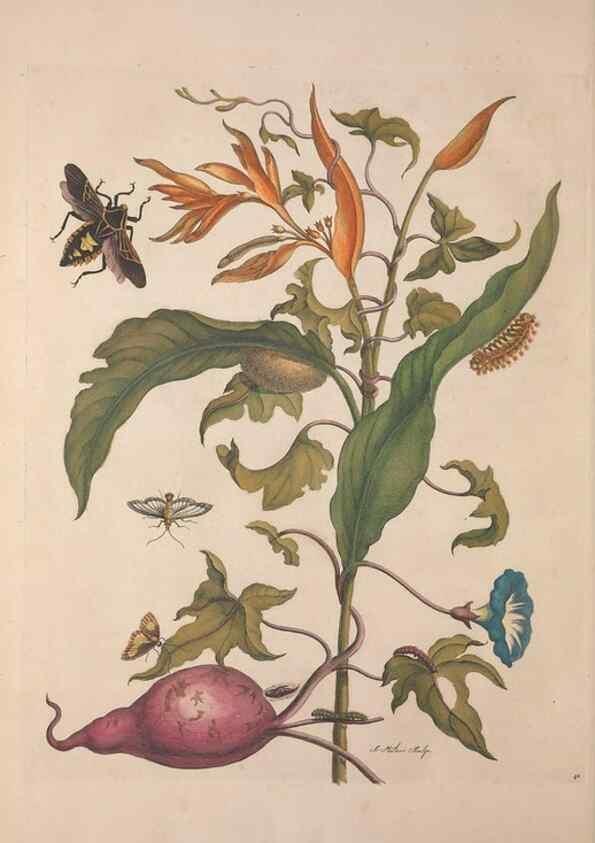 Reproducción/Reproduction 8506197643: Metamorphosis insectorum surinamensium.. Amsterdam :Voor den auteur, als ook by G. Valck,[1705]