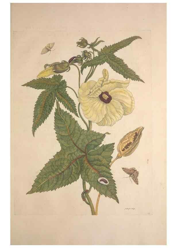 Reproducción/Reproduction 8507309038: Metamorphosis insectorum surinamensium.. Amsterdam :Voor den auteur, als ook by G. Valck,[1705]
