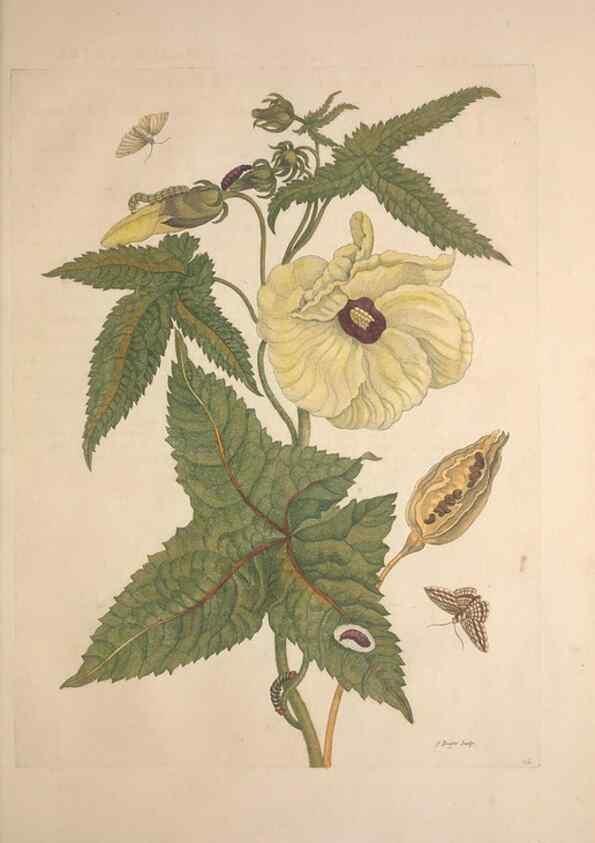Reproducción/Reproduction 8507309038: Metamorphosis insectorum surinamensium.. Amsterdam :Voor den auteur, als ook by G. Valck,[1705]