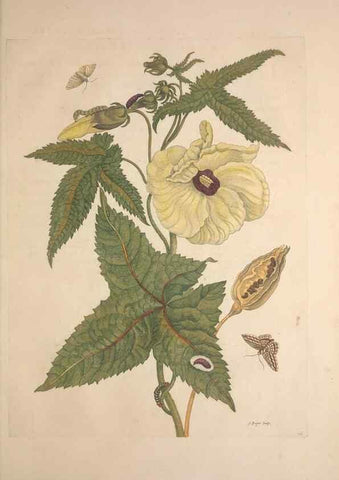 Reproducción/Reproduction 8507309038: Metamorphosis insectorum surinamensium.. Amsterdam :Voor den auteur, als ook by G. Valck,[1705]