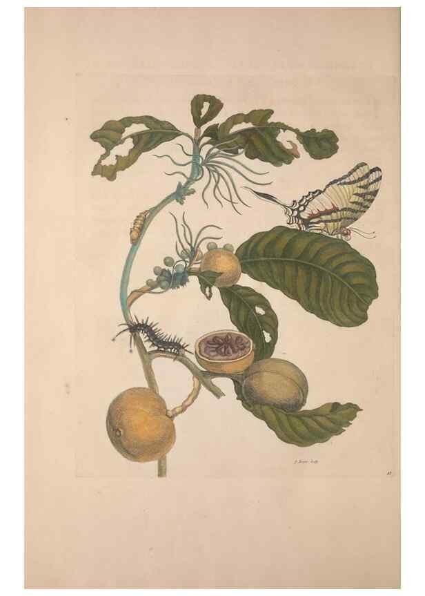 Reproducción/Reproduction 8507309524: Metamorphosis insectorum surinamensium.. Amsterdam :Voor den auteur, als ook by G. Valck,[1705]