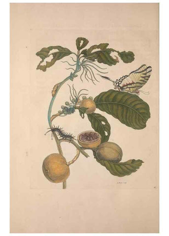 Reproducción/Reproduction 8507309524: Metamorphosis insectorum surinamensium.. Amsterdam :Voor den auteur, als ook by G. Valck,[1705]