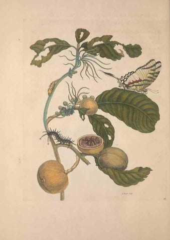 Reproducción/Reproduction 8507309524: Metamorphosis insectorum surinamensium.. Amsterdam :Voor den auteur, als ook by G. Valck,[1705]