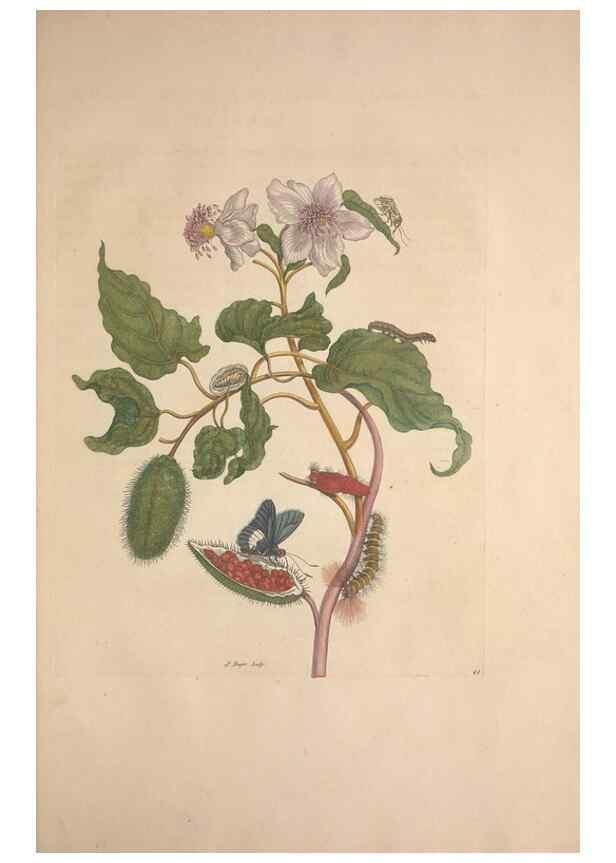 Reproducción/Reproduction 8507309978: Metamorphosis insectorum surinamensium.. Amsterdam :Voor den auteur, als ook by G. Valck,[1705]