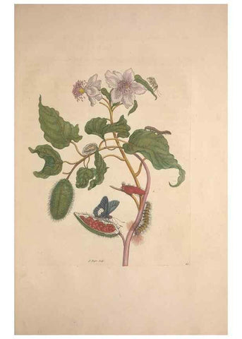 Reproducción/Reproduction 8507309978: Metamorphosis insectorum surinamensium.. Amsterdam :Voor den auteur, als ook by G. Valck,[1705]