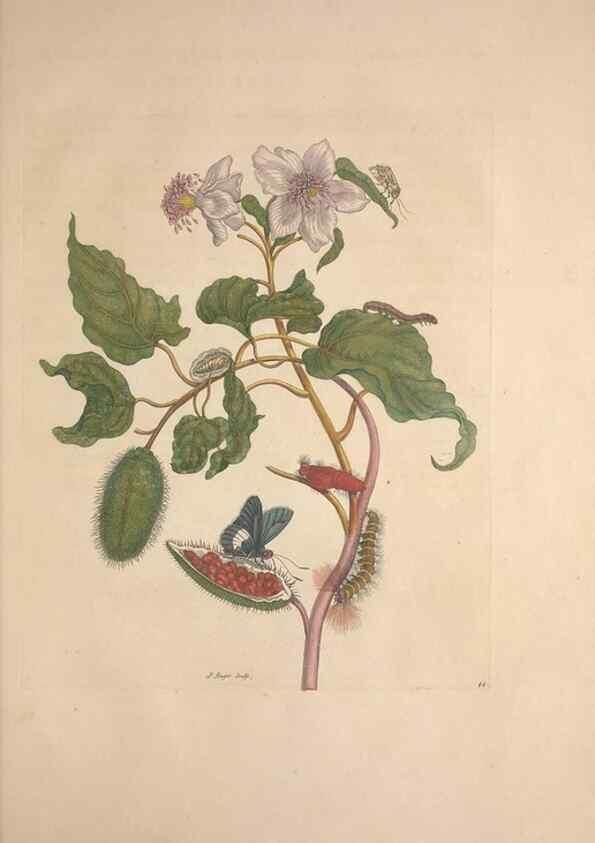 Reproducción/Reproduction 8507309978: Metamorphosis insectorum surinamensium.. Amsterdam :Voor den auteur, als ook by G. Valck,[1705]