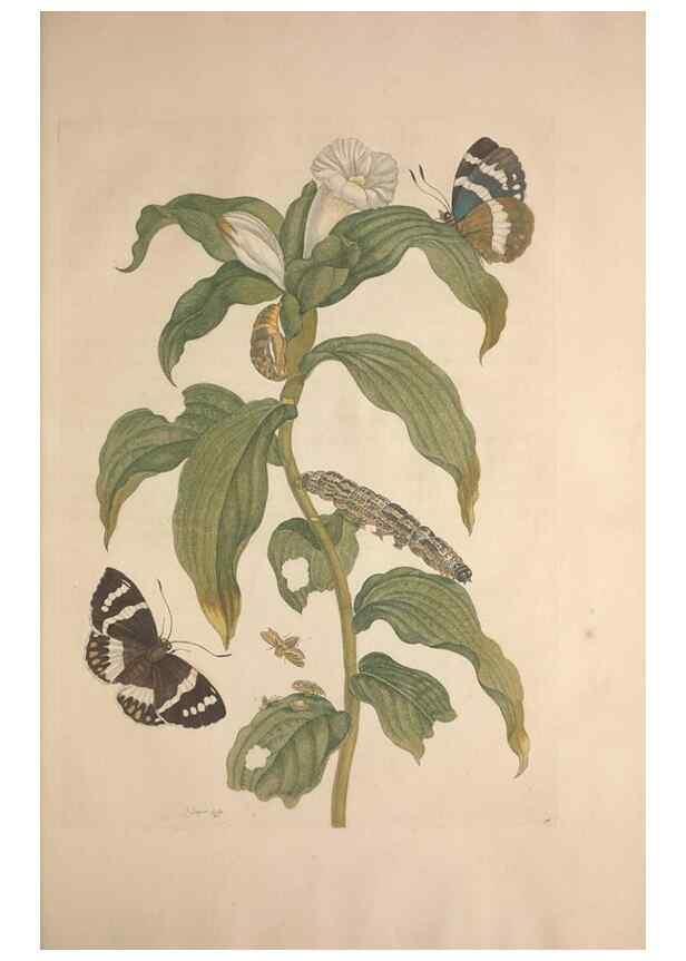 Reproducción/Reproduction 8507305848: Metamorphosis insectorum surinamensium.. Amsterdam :Voor den auteur, als ook by G. Valck,[1705]