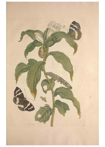 Reproducción/Reproduction 8507305848: Metamorphosis insectorum surinamensium.. Amsterdam :Voor den auteur, als ook by G. Valck,[1705]