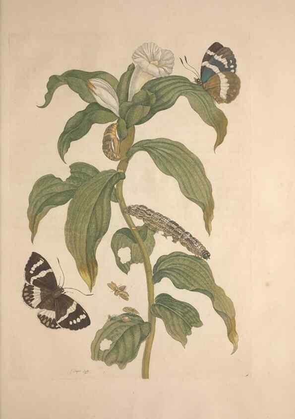Reproducción/Reproduction 8507305848: Metamorphosis insectorum surinamensium.. Amsterdam :Voor den auteur, als ook by G. Valck,[1705]