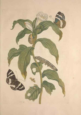 Reproducción/Reproduction 8507305848: Metamorphosis insectorum surinamensium.. Amsterdam :Voor den auteur, als ook by G. Valck,[1705]