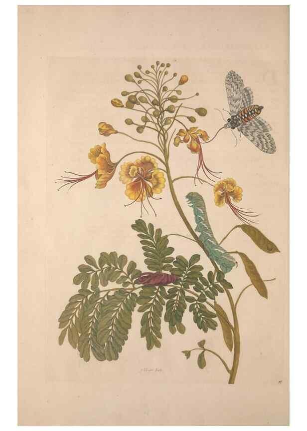 Reproducción/Reproduction 8506200163: Metamorphosis insectorum surinamensium.. Amsterdam :Voor den auteur, als ook by G. Valck,[1705]