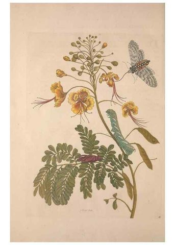 Reproducción/Reproduction 8506200163: Metamorphosis insectorum surinamensium.. Amsterdam :Voor den auteur, als ook by G. Valck,[1705]