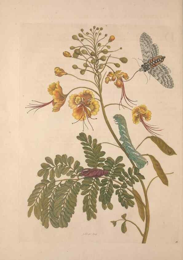 Reproducción/Reproduction 8506200163: Metamorphosis insectorum surinamensium.. Amsterdam :Voor den auteur, als ook by G. Valck,[1705]