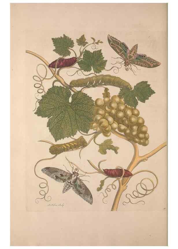 Reproducción/Reproduction 8506201831: Metamorphosis insectorum surinamensium.. Amsterdam :Voor den auteur, als ook by G. Valck,[1705]