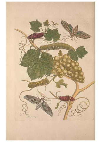 Reproducción/Reproduction 8506201831: Metamorphosis insectorum surinamensium.. Amsterdam :Voor den auteur, als ook by G. Valck,[1705]
