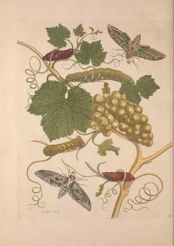 Reproducción/Reproduction 8506201831: Metamorphosis insectorum surinamensium.. Amsterdam :Voor den auteur, als ook by G. Valck,[1705]