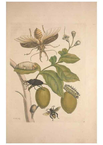Reproducción/Reproduction 8507312940: Metamorphosis insectorum surinamensium.. Amsterdam :Voor den auteur, als ook by G. Valck,[1705]