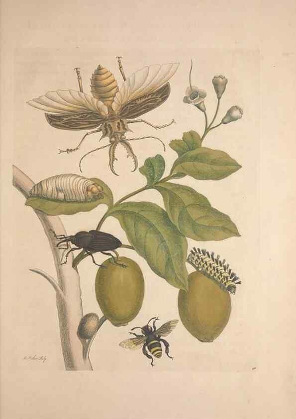 Reproducción/Reproduction 8507312940: Metamorphosis insectorum surinamensium.. Amsterdam :Voor den auteur, als ook by G. Valck,[1705]