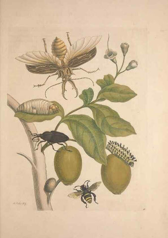 Reproducción/Reproduction 8507312940: Metamorphosis insectorum surinamensium.. Amsterdam :Voor den auteur, als ook by G. Valck,[1705]