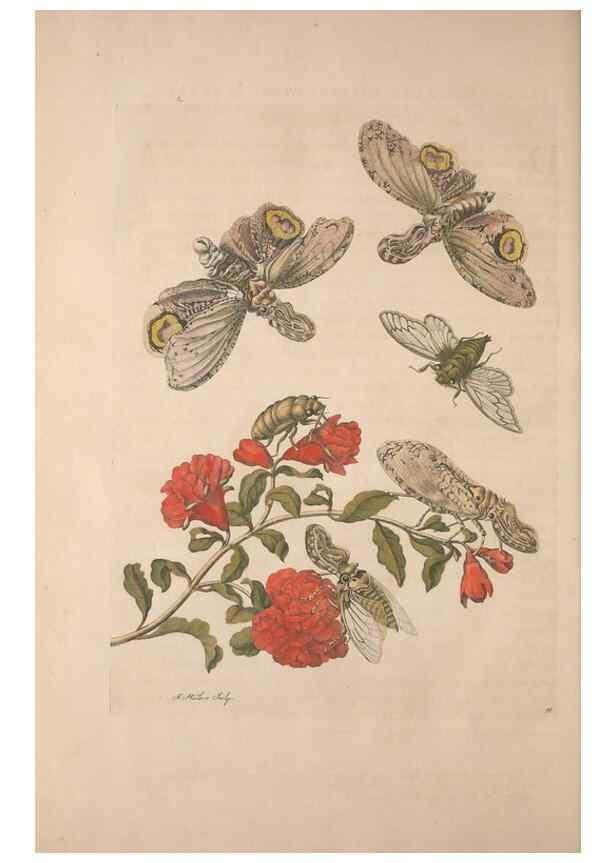 Reproducción/Reproduction 8507313596: Metamorphosis insectorum surinamensium.. Amsterdam :Voor den auteur, als ook by G. Valck,[1705]