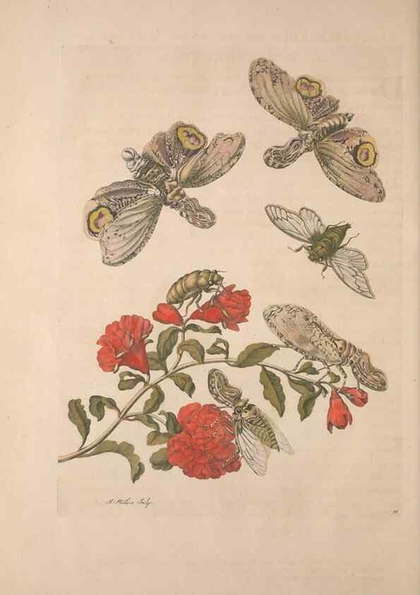 Reproducción/Reproduction 8507313596: Metamorphosis insectorum surinamensium.. Amsterdam :Voor den auteur, als ook by G. Valck,[1705]