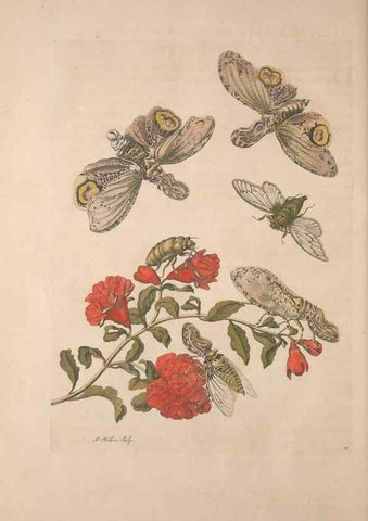 Reproducción/Reproduction 8507313596: Metamorphosis insectorum surinamensium.. Amsterdam :Voor den auteur, als ook by G. Valck,[1705]