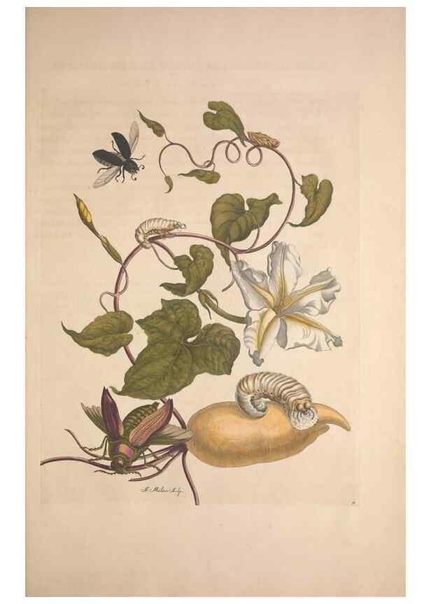 Reproducción/Reproduction 8506203527: Metamorphosis insectorum surinamensium.. Amsterdam :Voor den auteur, als ook by G. Valck,[1705]