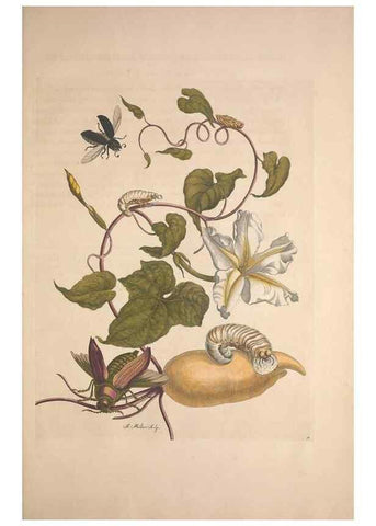 Reproducción/Reproduction 8506203527: Metamorphosis insectorum surinamensium.. Amsterdam :Voor den auteur, als ook by G. Valck,[1705]
