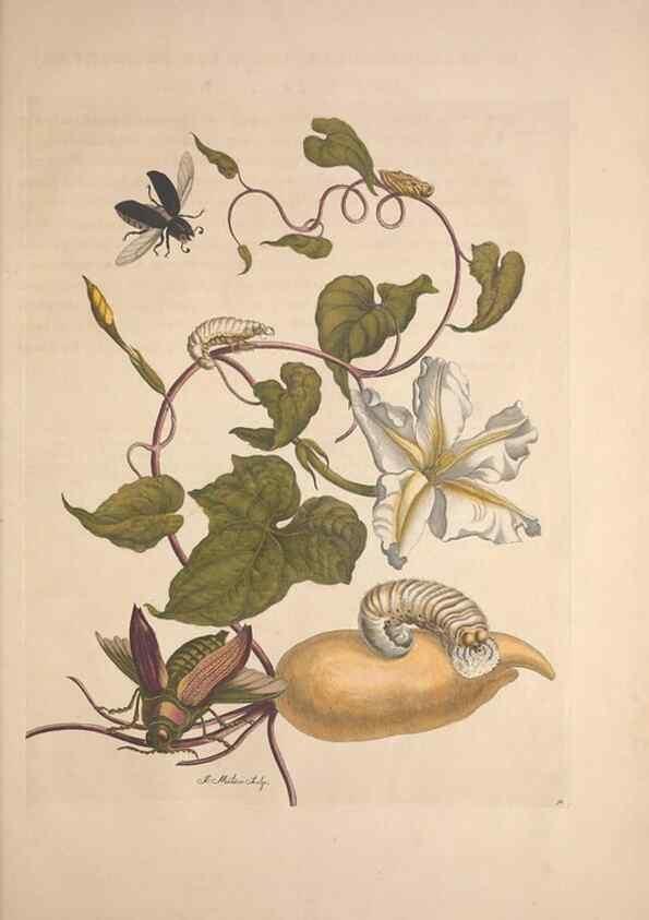 Reproducción/Reproduction 8506203527: Metamorphosis insectorum surinamensium.. Amsterdam :Voor den auteur, als ook by G. Valck,[1705]