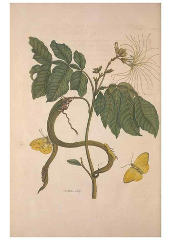 Reproducción/Reproduction 8507314838: Metamorphosis insectorum surinamensium.. Amsterdam :Voor den auteur, als ook by G. Valck,[1705]