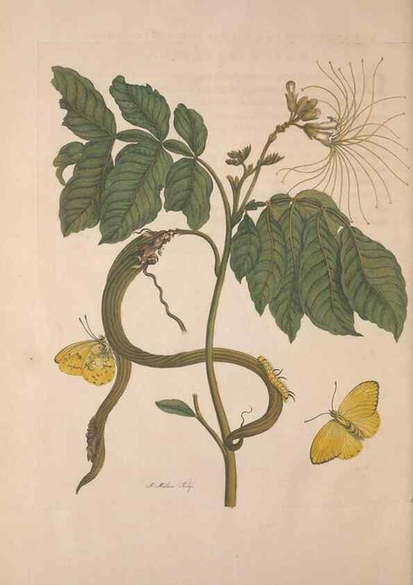 Reproducción/Reproduction 8507314838: Metamorphosis insectorum surinamensium.. Amsterdam :Voor den auteur, als ook by G. Valck,[1705]