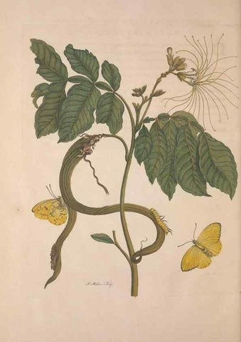 Reproducción/Reproduction 8507314838: Metamorphosis insectorum surinamensium.. Amsterdam :Voor den auteur, als ook by G. Valck,[1705]