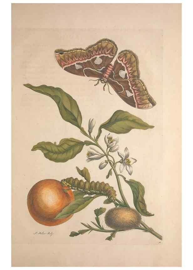 Reproducción/Reproduction 8507315546: Metamorphosis insectorum surinamensium.. Amsterdam :Voor den auteur, als ook by G. Valck,[1705]