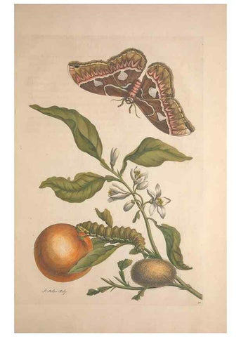 Reproducción/Reproduction 8507315546: Metamorphosis insectorum surinamensium.. Amsterdam :Voor den auteur, als ook by G. Valck,[1705]