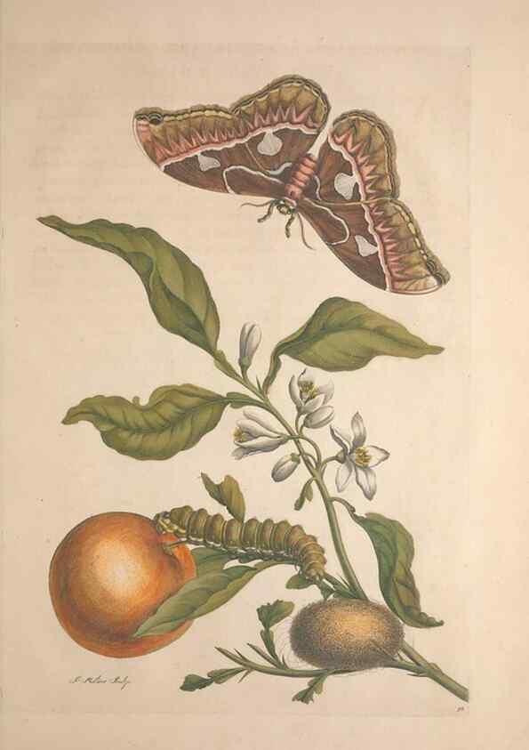 Reproducción/Reproduction 8507315546: Metamorphosis insectorum surinamensium.. Amsterdam :Voor den auteur, als ook by G. Valck,[1705]