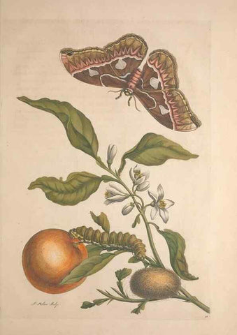 Reproducción/Reproduction 8507315546: Metamorphosis insectorum surinamensium.. Amsterdam :Voor den auteur, als ook by G. Valck,[1705]