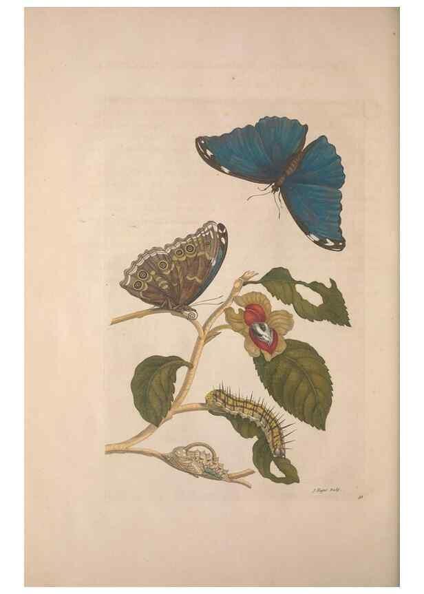 Reproducción/Reproduction 8506205415: Metamorphosis insectorum surinamensium.. Amsterdam :Voor den auteur, als ook by G. Valck,[1705]