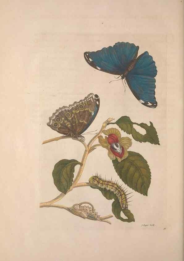 Reproducción/Reproduction 8506205415: Metamorphosis insectorum surinamensium.. Amsterdam :Voor den auteur, als ook by G. Valck,[1705]