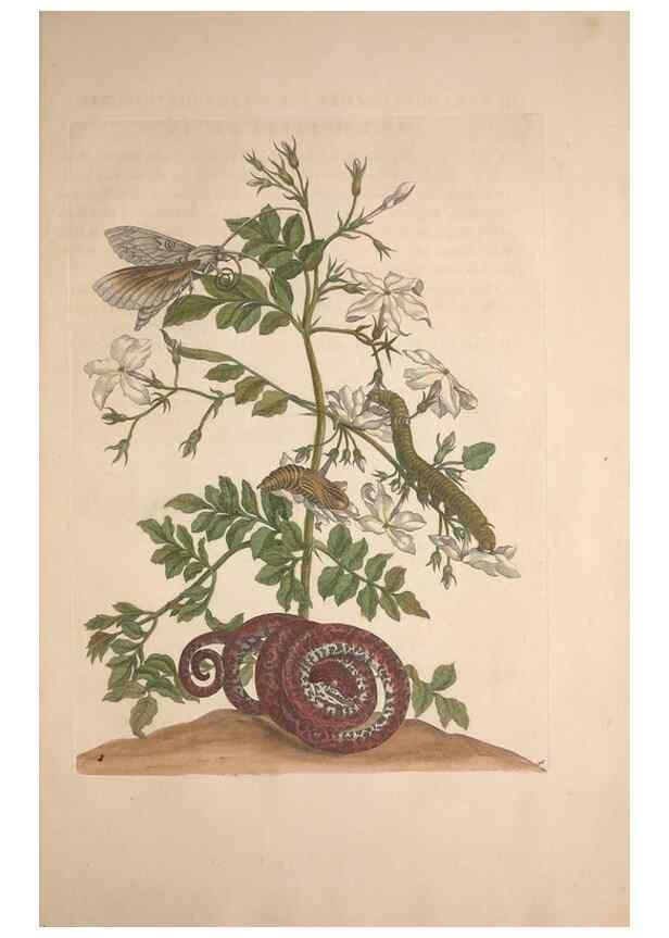 Reproducción/Reproduction 8506201037: Metamorphosis insectorum surinamensium.. Amsterdam :Voor den auteur, als ook by G. Valck,[1705]