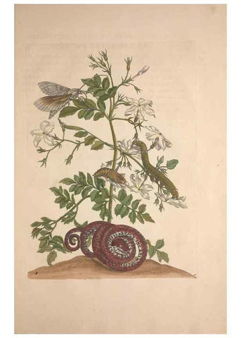Reproducción/Reproduction 8506201037: Metamorphosis insectorum surinamensium.. Amsterdam :Voor den auteur, als ook by G. Valck,[1705]