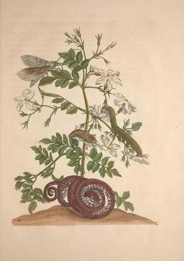 Reproducción/Reproduction 8506201037: Metamorphosis insectorum surinamensium.. Amsterdam :Voor den auteur, als ook by G. Valck,[1705]