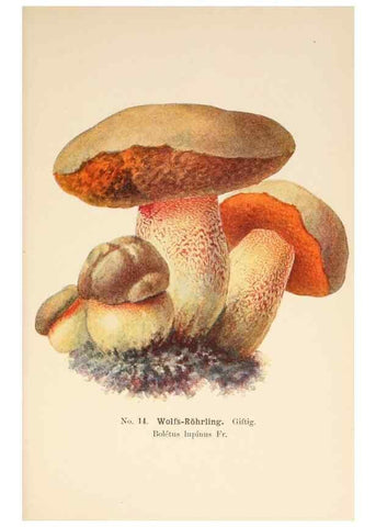 Reproducción/Reproduction 8509404893: Führer für Pilzfreunde.. Zwickau i. S.,Förster & Borries,1896.