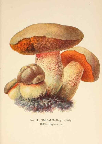 Reproducción/Reproduction 8509404893: Führer für Pilzfreunde.. Zwickau i. S.,Förster & Borries,1896.