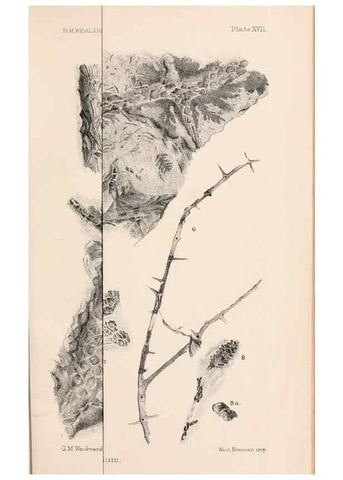 Reproducción/Reproduction 8496821951: Catalogue of the Mesozoic plants in the Department of Geology, British Museum (Natural History). London,Trustees of the B.M.,1894-1915.