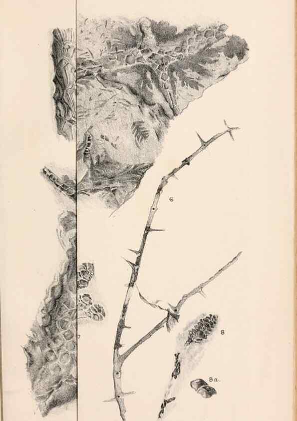 Reproducción/Reproduction 8496821951: Catalogue of the Mesozoic plants in the Department of Geology, British Museum (Natural History). London,Trustees of the B.M.,1894-1915.
